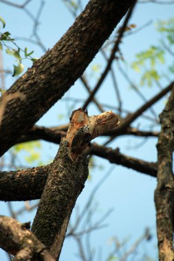 Gökyüzü arkaplanına karşı ağaç gövdesinin soyut şekli.