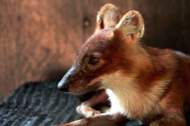 The dhole (Cuon alpinus) or Asian wild dog clipart