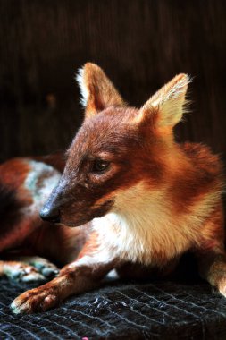 Dhole (Cuon alpinus) ya da Asyalı vahşi köpek