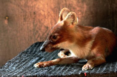 Dhole (Cuon alpinus) ya da Asyalı vahşi köpek
