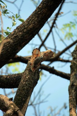 Gökyüzü arkaplanına karşı ağaç gövdesinin soyut şekli.