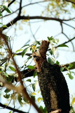 Gökyüzü arkaplanına karşı ağaç gövdesinin soyut şekli.