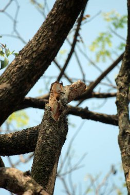 Gökyüzü arkaplanına karşı ağaç gövdesinin soyut şekli.