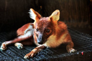Dhole (Cuon alpinus) ya da Asyalı vahşi köpek
