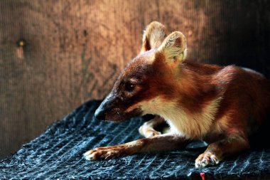 Dhole (Cuon alpinus) ya da Asyalı vahşi köpek