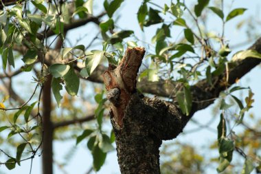 Gökyüzü arkaplanına karşı ağaç gövdesinin soyut şekli.