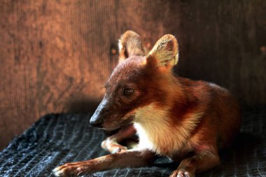 Dhole (Cuon alpinus) ya da Asyalı vahşi köpek