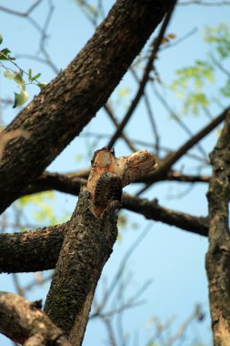 Gökyüzü arkaplanına karşı ağaç gövdesinin soyut şekli.