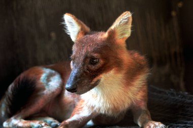 The dhole (Cuon alpinus) or Asian wild dog clipart