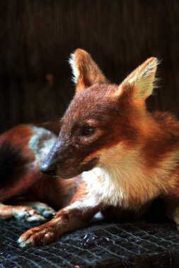 Dhole (Cuon alpinus) ya da Asyalı vahşi köpek