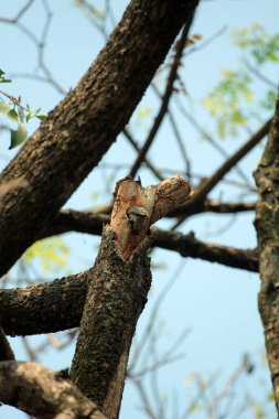 Gökyüzü arkaplanına karşı ağaç gövdesinin soyut şekli.