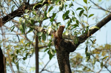 Gökyüzü arkaplanına karşı ağaç gövdesinin soyut şekli.