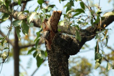 Gökyüzü arkaplanına karşı ağaç gövdesinin soyut şekli.