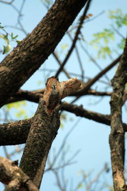 Gökyüzü arkaplanına karşı ağaç gövdesinin soyut şekli.