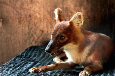 Dhole (Cuon alpinus) ya da Asyalı vahşi köpek