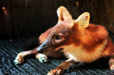 The dhole (Cuon alpinus) or Asian wild dog clipart