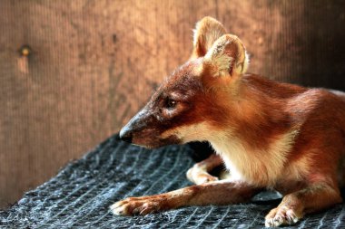 Dhole (Cuon alpinus) ya da Asyalı vahşi köpek