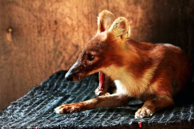 The dhole (Cuon alpinus) or Asian wild dog clipart