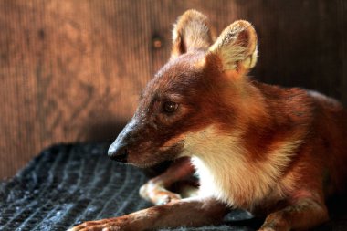 Dhole (Cuon alpinus) ya da Asyalı vahşi köpek