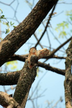 Gökyüzü arkaplanına karşı ağaç gövdesinin soyut şekli.