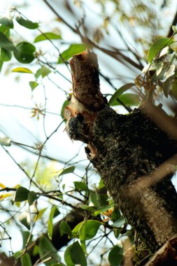 Gökyüzü arkaplanına karşı ağaç gövdesinin soyut şekli.