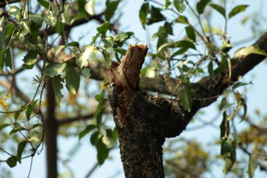 Gökyüzü arkaplanına karşı ağaç gövdesinin soyut şekli.