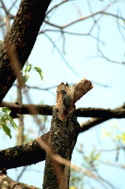 Gökyüzü arkaplanına karşı ağaç gövdesinin soyut şekli.