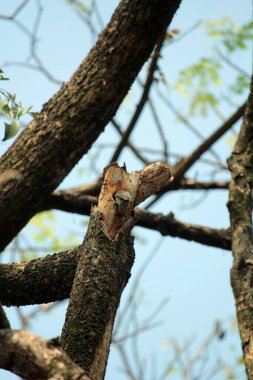 Gökyüzü arkaplanına karşı ağaç gövdesinin soyut şekli.