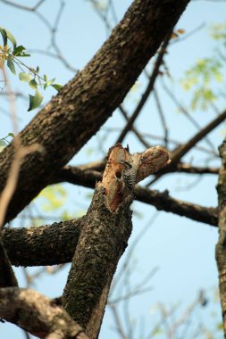 Gökyüzü arkaplanına karşı ağaç gövdesinin soyut şekli.