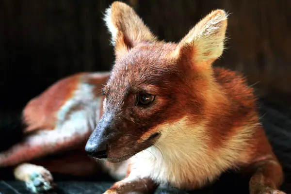 stock image The dhole (Cuon alpinus) or Asian wild dog