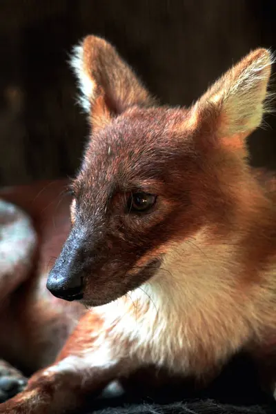 stock image The dhole (Cuon alpinus) or Asian wild dog