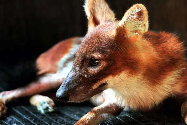 stock image The dhole (Cuon alpinus) or Asian wild dog