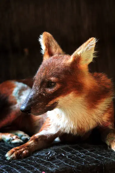 stock image The dhole (Cuon alpinus) or Asian wild dog