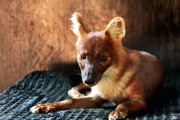 Dhole (Cuon alpinus) ya da Asyalı vahşi köpek