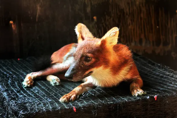 Stock image The dhole (Cuon alpinus) or Asian wild dog