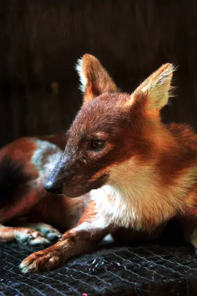 stock image The dhole (Cuon alpinus) or Asian wild dog