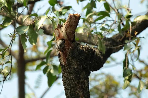 Gökyüzü arkaplanına karşı ağaç gövdesinin soyut şekli.