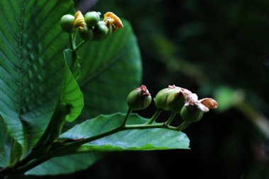 Basit ya da Dillenia Suffruticosa 'nın güzel çiçekleri vardır ve yaprakları yiyecek paketi olarak kullanılabilir..