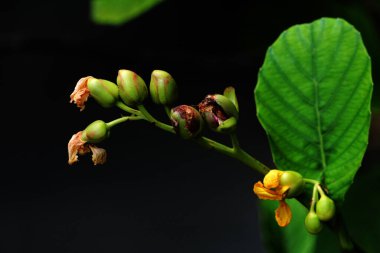 Basit ya da Dillenia Suffruticosa 'nın güzel çiçekleri vardır ve yaprakları yiyecek paketi olarak kullanılabilir..