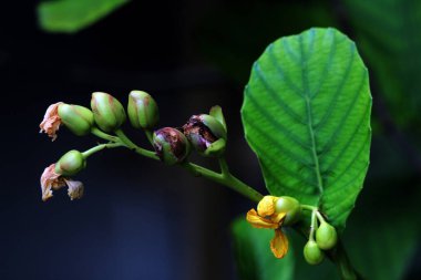 Basit ya da Dillenia Suffruticosa 'nın güzel çiçekleri vardır ve yaprakları yiyecek paketi olarak kullanılabilir..