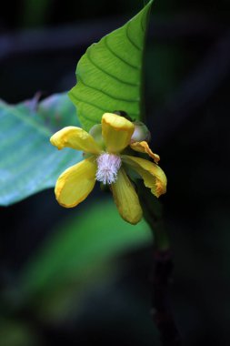 Basit ya da Dillenia Suffruticosa 'nın güzel çiçekleri vardır ve yaprakları yiyecek paketi olarak kullanılabilir..