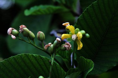 Basit ya da Dillenia Suffruticosa 'nın güzel çiçekleri ve yaprakları vardır. 