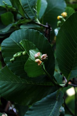 Basit ya da Dillenia Suffruticosa 'nın güzel çiçekleri ve yaprakları vardır. 