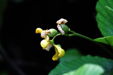 Basit ya da Dillenia Suffruticosa 'nın güzel çiçekleri ve yaprakları vardır. 