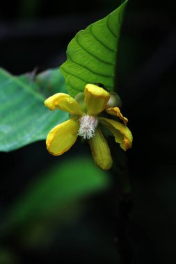 Simpur or Dillenia suffruticosa has beautiful flowers and leaves  clipart