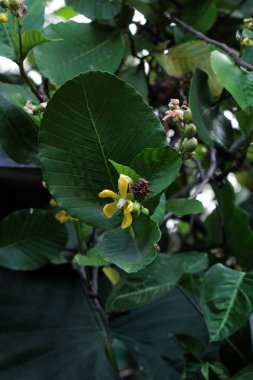 Basit ya da Dillenia Suffruticosa 'nın güzel çiçekleri ve yaprakları vardır. 