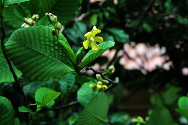 Basit ya da Dillenia Suffruticosa 'nın güzel çiçekleri ve yaprakları vardır. 
