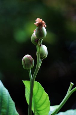 Basit ya da Dillenia Suffruticosa 'nın güzel çiçekleri ve yaprakları vardır. 