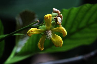 Basit ya da Dillenia Suffruticosa 'nın güzel çiçekleri ve yaprakları vardır. 