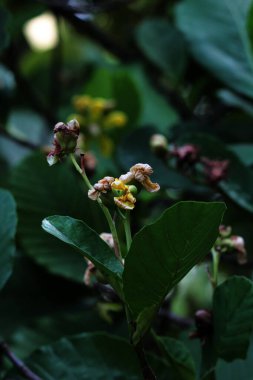 Basit ya da Dillenia Suffruticosa 'nın güzel çiçekleri ve yaprakları vardır. 
